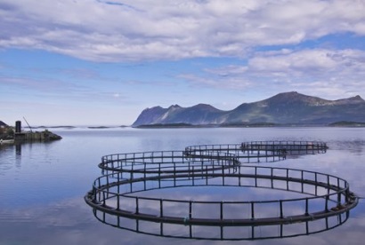 Châu Âu sẽ tăng gấp đôi sản lượng nuôi trồng thủy sản vào năm 2030