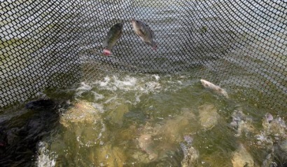 Brazil Hợp tác xã nông nghiệp xây dựng nhà máy chế biến cá rô phi lớn nhất 