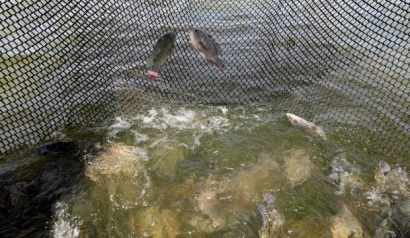 Brazil GeneSeas dự kiến tăng sản lượng