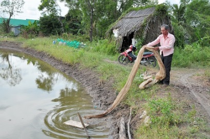 Chủ động bảo vệ tôm nuôi khi có mưa bất thường