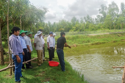 Khảo sát tình hình nuôi tôm trên địa bàn TX. Vĩnh Châu (Sóc Trăng)