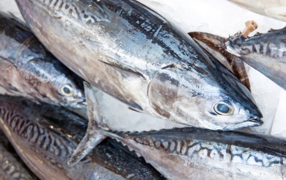 Giá cá ngừ vằn tại Bangkok có thể giảm qua đáy