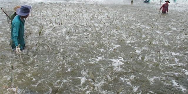 Giải pháp nào cải thiện giá thành sản phẩm tôm Việt 