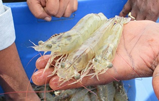 Ấn Độ Xuất khẩu tôm dự kiến đạt 7 tỷ USD năm 2022