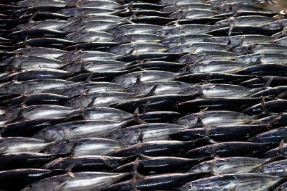 Khai thác cá ngừ của Peru đạt cao sau El Nino