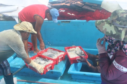 Trúng đậm cá ngừ sọc dưa, ngư dân thu tiền tỉ