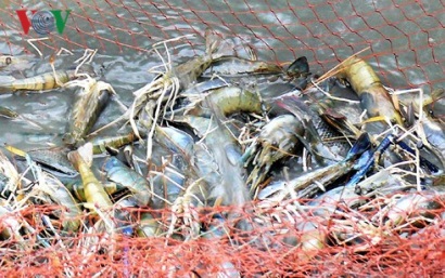 Nông dân Đất Mũi trúng đậm vụ tôm trên đất lúa