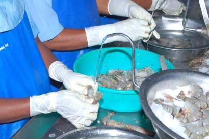 Mỹ tăng thuế chống bán phá giá đối với tôm Ấn Độ