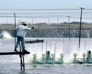 Punjab (Ấn Độ) phát triển nuôi tôm 