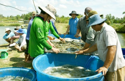 Hướng mở cho người nuôi tôm sú