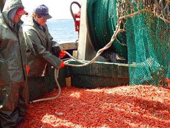 Canada Trữ lượng tôm giảm mạnh ở vùng Newfoundland