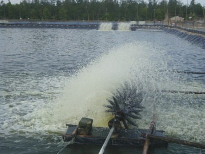 Thủ tướng Chính phủ ký chỉ thị về việc khắc phục tình trạng các lô hàng thủy sản bị trả về