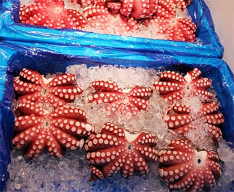 Chợ cá Tokyo Bạch tuộc đông lạnh được giao dịch nhiều nhất