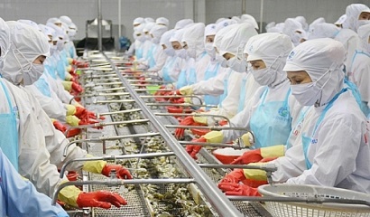 Xuất khẩu tôm Việt Nam tiếp tục giảm trong quý đầu năm nay
