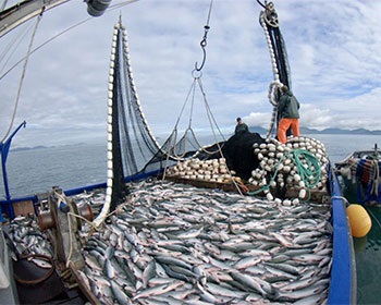 Các nhà nhập khẩu Trung Quốc do dự khi mua thủy sản Alaska 