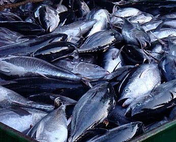 Nhập khẩu cá ngừ của EU trong năm 2017 tăng