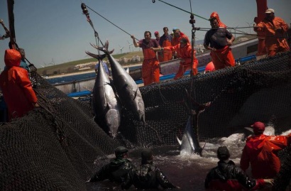 Tây Ban Nha tăng 20% sản lượng cá ngừ vây xanh năm 2017
