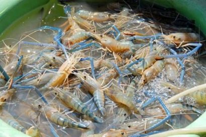 Hiệu quả nuôi tôm càng xanh toàn đực xen canh lúa