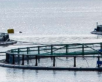 Nga tăng đầu tư vào nuôi trồng thủy sản