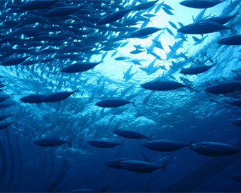 ISSF nhấn mạnh tiến trình phát triển bền vững nghề cá ngừ