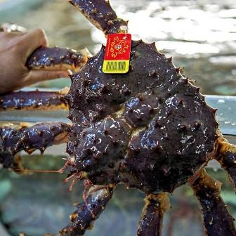 Na Uy Giá cua hoàng đế đạt mức kỷ lục trong tháng 82019