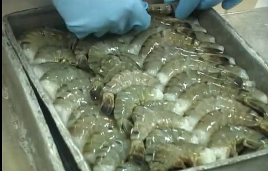 Tháng 82020 Nhập khẩu tôm của Mỹ tăng