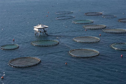 Những tiến bộ trong nuôi cá ngừ năm 2016