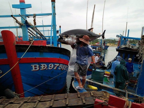 Quyết định 3852QĐ-BNN-TCTS đưa ra khỏi danh sách cảng cá chỉ định có đủ hệ thống xác nhận nguồn gốc thủy sản từ khai thác