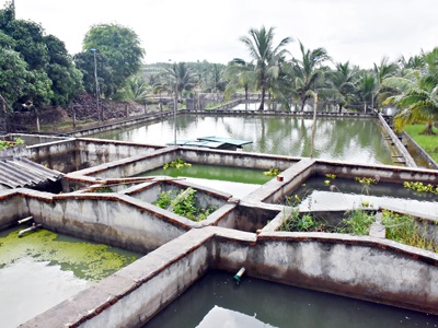 Huyện Châu Đức (Bà Rịa - Vũng Tàu) Nuôi cá chình xuất khẩu
