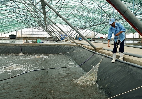 Xây dựng thương hiệu tôm Việt