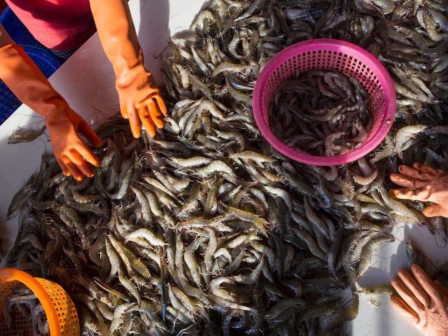 Ảnh hưởng của Covid-19 đối với thị trường tôm EU