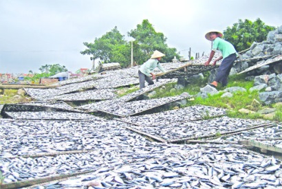 Thanh Hóa Ngư dân Hoằng Phụ bội thu cá trích