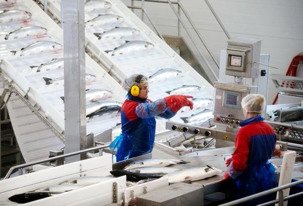 Khối lượng và giá xuất khẩu cá hồi tươi Na Uy giảm