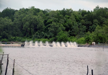 Kiên Giang Phát triển nuôi tôm theo hướng sản xuất hàng hóa