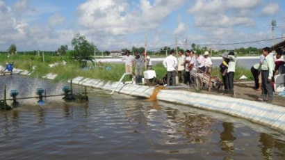 Tạo nguồn tôm nguyên liệu sạch phục vụ chế biến xuất khẩu thủy sản