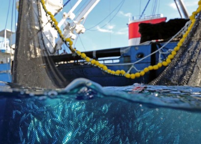 WWF và Opagac tìm cách thúc đẩy phát triển bền vững nghề cá ngừ