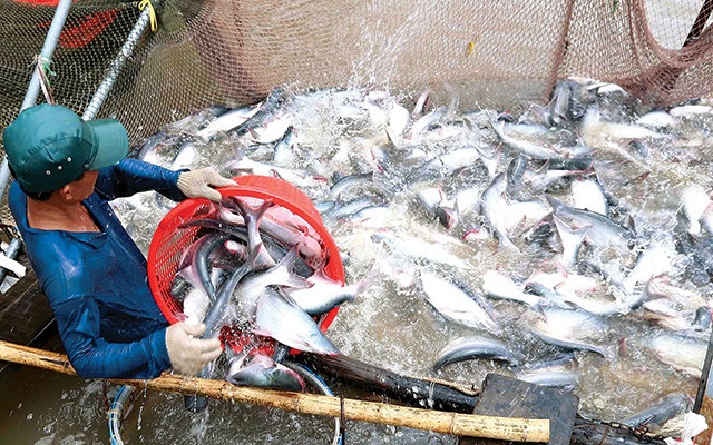 Giá cá tra nguyên liệu và giá xuất khẩu đang nhích dần lên