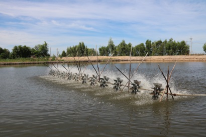 Tháo gỡ khó khăn cho vùng nuôi tôm trọng điểm ĐBSCL