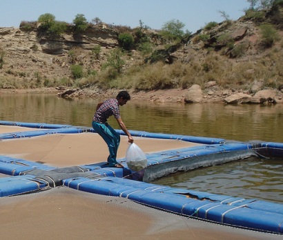 Pakistan ‘Cách mạng xanh’ nhằm đẩy mạnh sản xuất thủy sản