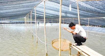 Chính sách tín dụng liên kết chuỗi giá trị con tôm - Người nuôi tôm và ngân hàng cùng khó