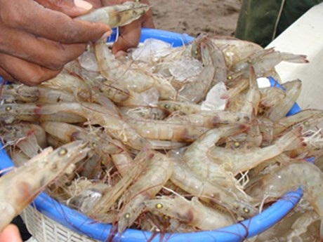 Xuất khẩu tôm Thái Lan giảm 