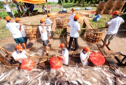 Cơ hội cho ngành cá tra Việt Nam phát triển!