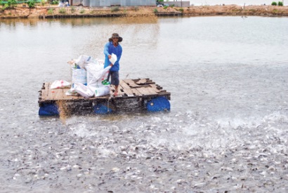 Giá cá tra đạt đỉnh điểm