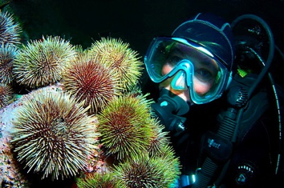 Nghiên cứu đưa vào sử dụng thức ăn của nhím biển