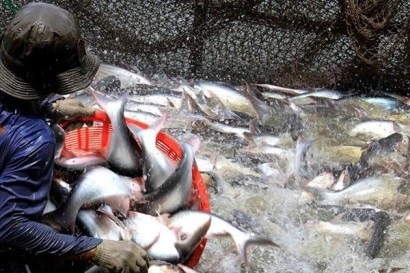 Kế hoạch Quốc gia giám sát dịch bệnh thủy sản