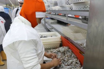 Ách tắc lô hàng XK ảnh hưởng tới các doanh nghiệp tôm Ecuador, Peru