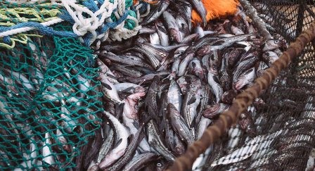 Giá cá minh bỏ đầu rút ruột (HG) của Nga tăng