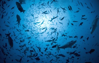 FAO kêu gọi xây dựng kế hoạch nhanh chóng với biến đổi khí hậu 