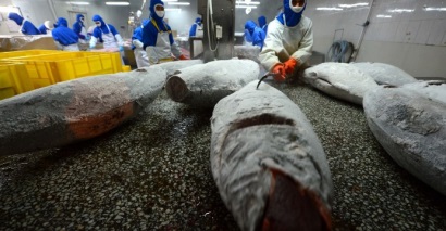 Xuất khẩu thănphilê cá ngừ hấp chín của Trung Quốc tăng