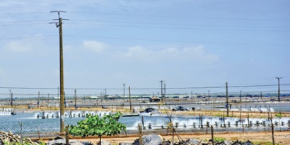 Hiến kế cho ngành tôm Sóc Trăng phát triển